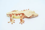Red Lilly White Crested Gecko