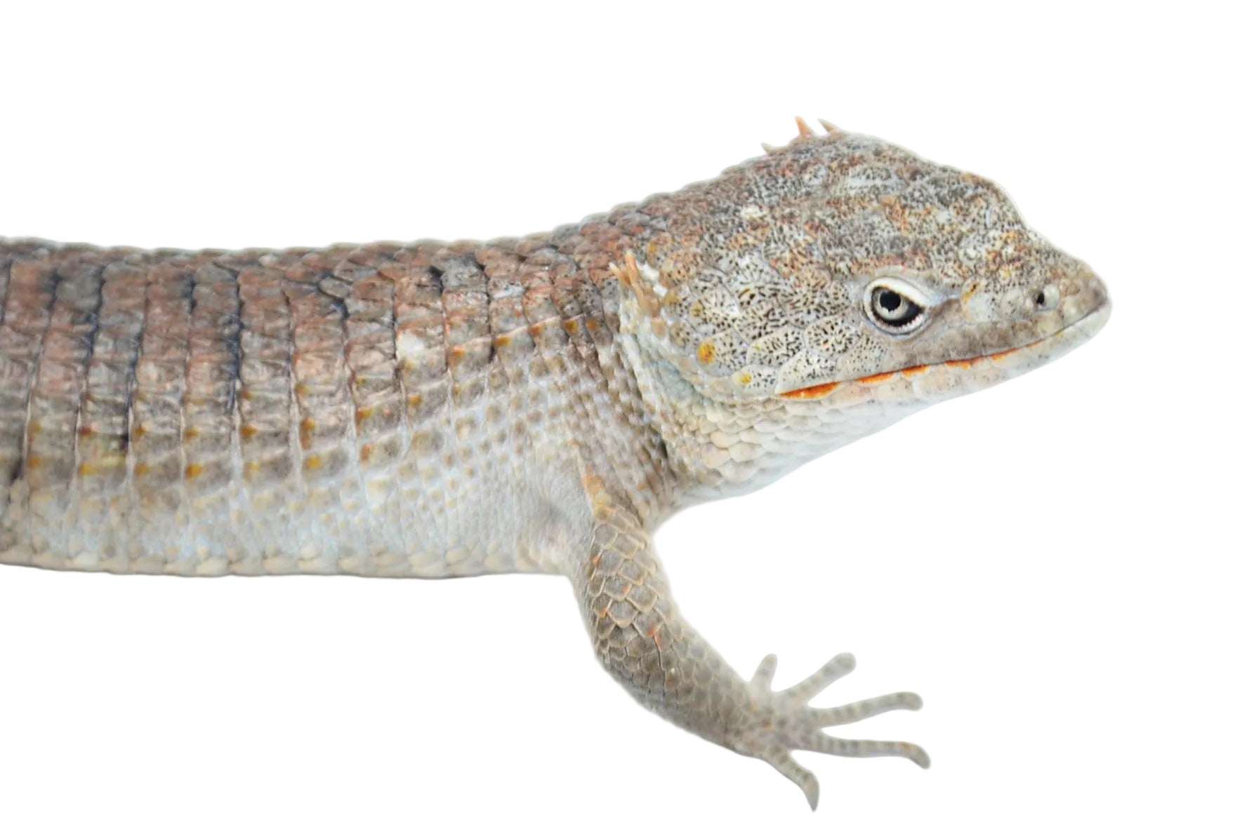 Alligator Lizard