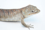 Red Lipped Arboreal Alligator Lizard (Abronia lythrochila)