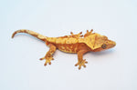 Red Harlequin Dalmatian Crested Gecko (Red Spots)