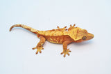 Red Harlequin Dalmatian Crested Gecko (Red Spots)