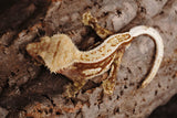 Red Pinstripe Crested Gecko (Perfect Head Structure)