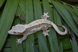 Red & Cream Pinstripe Crested Gecko (Gravid)