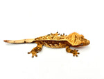 Red Pinstripe het Emptyback Crested Gecko