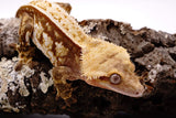 Red Pinstripe Crested Gecko (Perfect Head Structure)