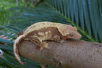 Drippy Red Pinstripe Crested Gecko (Gravid?)