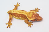 Red Pinstripe Crested Gecko