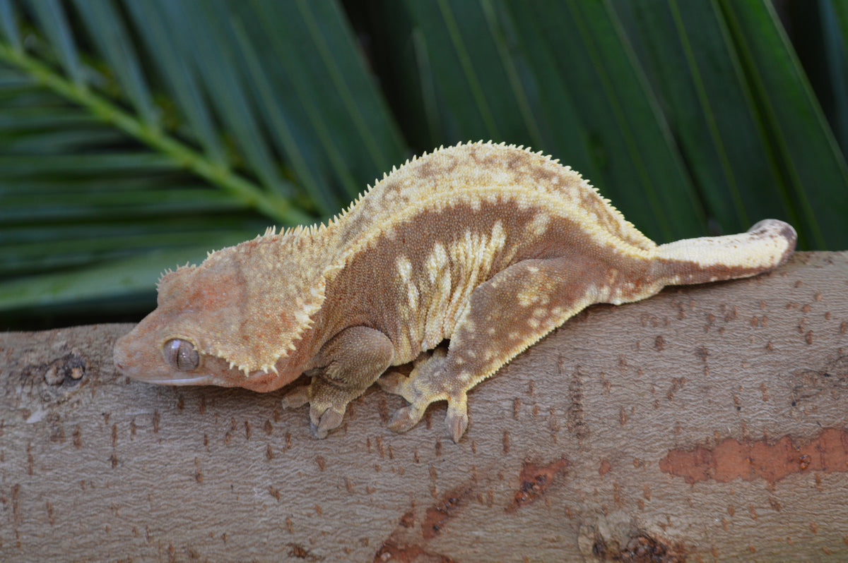 Female Red Pinstripe Crested Gecko for Sale – TikisGeckos