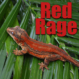 Gargoyle Gecko Mystery Box