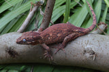 Pink Banded Gargoyle Gecko