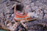 Red 6 Striped Gargoyle Gecko (Pennywise offspring)