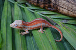 Red 6 Striped Gargoyle Gecko (Pennywise offspring)