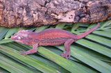 Red Base Six Striped Gargoyle Gecko