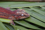 Red Striped Gargoyle Gecko