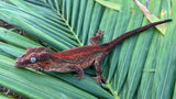 Red Striped Gargoyle Gecko
