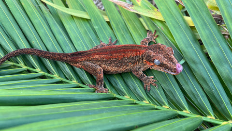 Red Striped Gargoyle Gecko