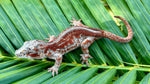 Female Red/Orange Striped Gargoyle Gecko