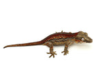 Dark Red Striped Gargoyle Gecko