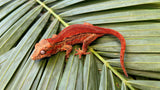 Red Striped Gargoyle Gecko (INCREDIBLE COLOR)