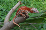 Red 6 Striped Gargoyle Gecko (HOLDBACK)