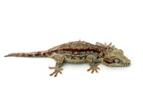 Red Striped Gargoyle Gecko