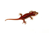 Red Striped Gargoyle Gecko (INCREDIBLE COLOR)
