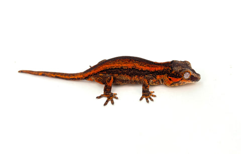 Red Striped Gargoyle Gecko