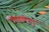 Red Striped Gargoyle Gecko