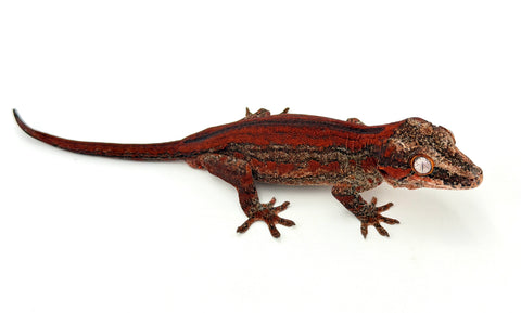 Red Striped Gargoyle Gecko (Red Base) Mr.Perfect HOLDBACK