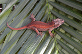 Red Striped Gargoyle Gecko