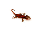 Red Striped Gargoyle Gecko (INCREDIBLE COLOR)