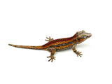 Red Super Striped Gargoyle Gecko (Young Blood offspring)