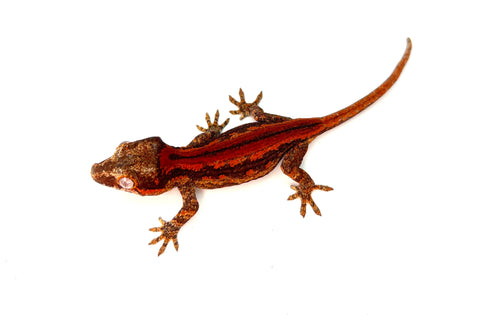 Red Striped Gargoyle Gecko (INCREDIBLE COLOR)
