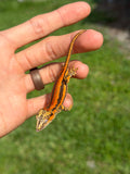 Red Striped Gargoyle Gecko (TAMPAX offspring)