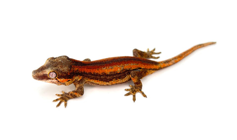 Red Striped Gargoyle Gecko (Pennywise offspring)