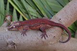 Red Striped Gargoyle Gecko