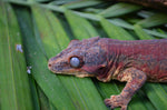 Red Base Red Striped Gargoyle Gecko