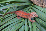 Red Striped Gargoyle Gecko