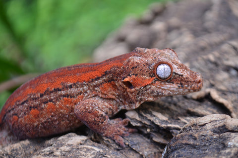 Red Striped Gargoyle Gecko