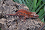 Red Striped Gargoyle Gecko