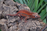 Red Striped Gargoyle Gecko