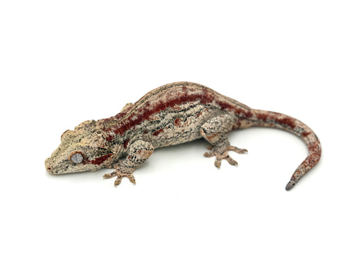 Red Striped Gargoyle Gecko