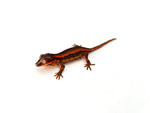 Red Striped Gargoyle Gecko