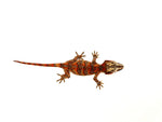 Orange Super Blotched Gargoyle Gecko