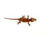 Orange Super Blotched Gargoyle Gecko