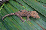 Red Phantom Super Dalmatian Crested Gecko (W/ RED SPOTS)