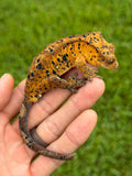 Orange Tiger Super Dalmatian Crested Gecko