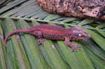 Red Base Six Striped Gargoyle Gecko