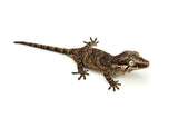 Reticulated Gargoyle Gecko