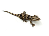 Banded Reticulated Gargoyle Gecko